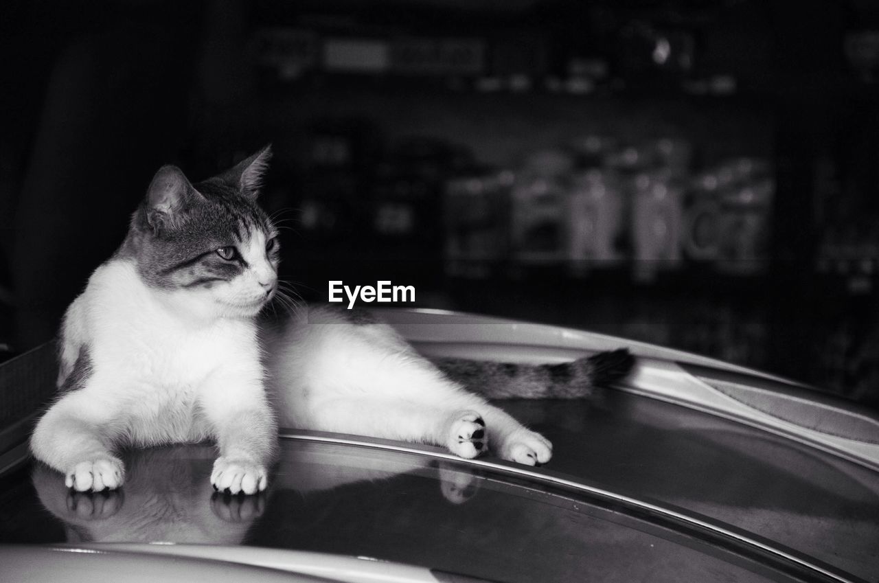 Cat lying on car roof in parking garage