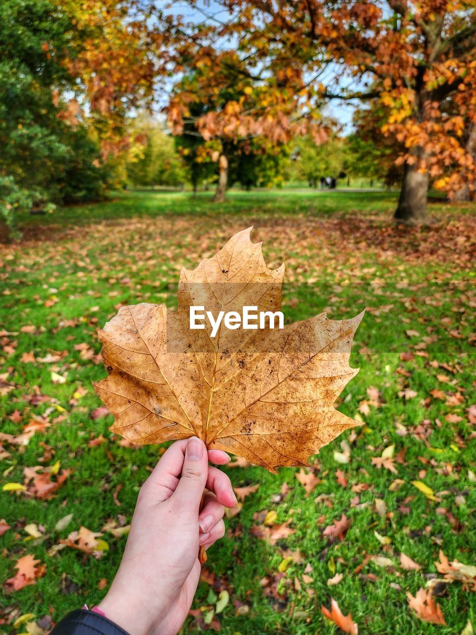 autumn, leaf, plant part, tree, plant, one person, nature, hand, day, maple leaf, holding, personal perspective, maple, dry, leaves, falling, outdoors, leisure activity, orange color, land, lifestyles, beauty in nature, woodland, flower, close-up, autumn collection, grass, leaf vein, natural condition, lawn, yellow, adult, focus on foreground, park, finger, field, sunlight