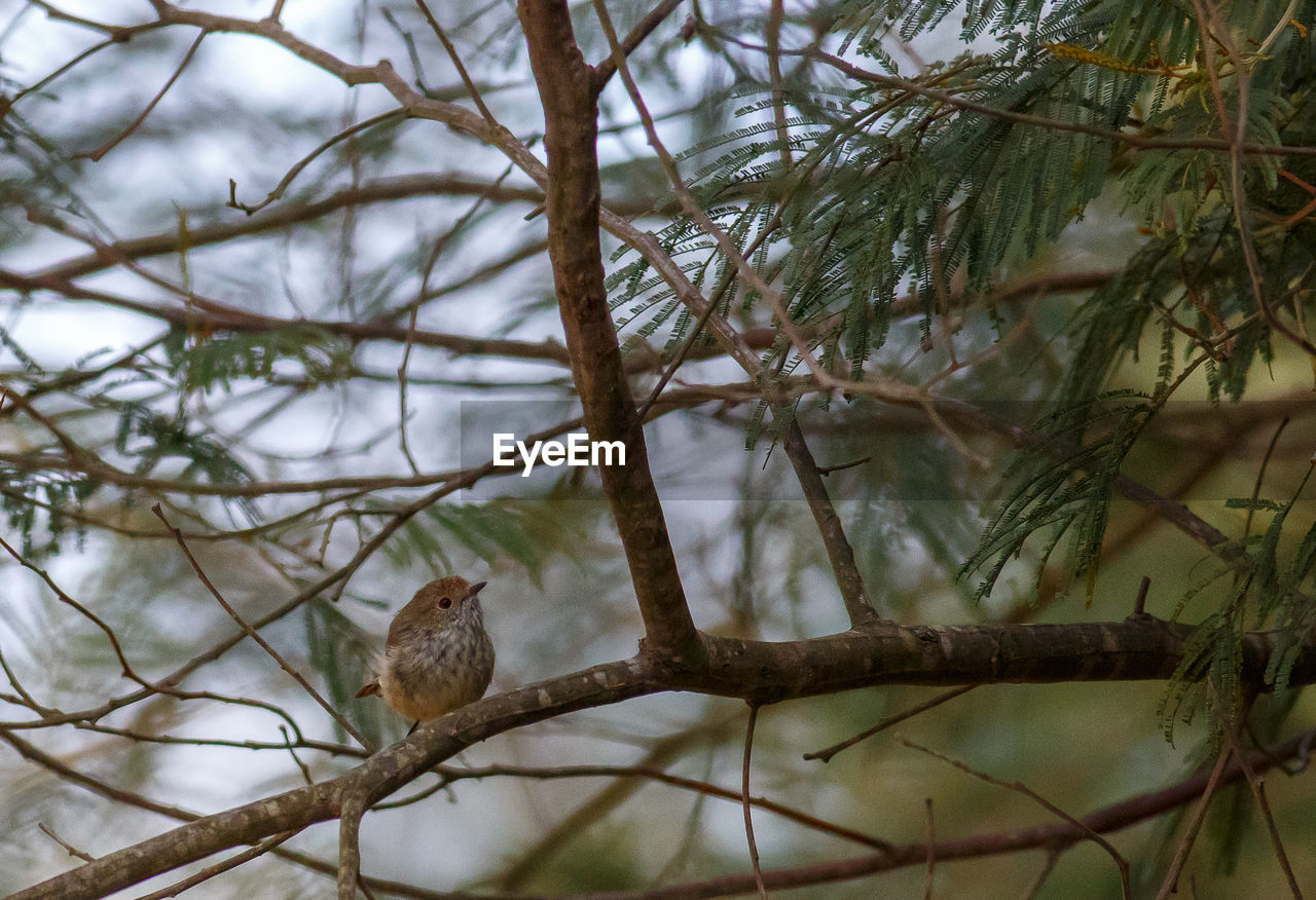 CLOSE-UP OF BIRD PERCHING ON BARE TREE