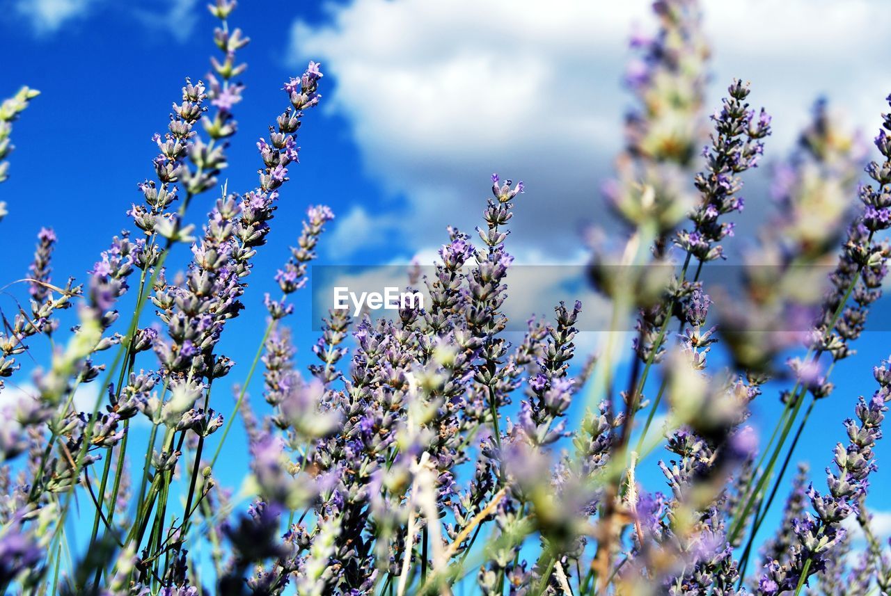 Close-up of purple flowering lavander plants on field against sky