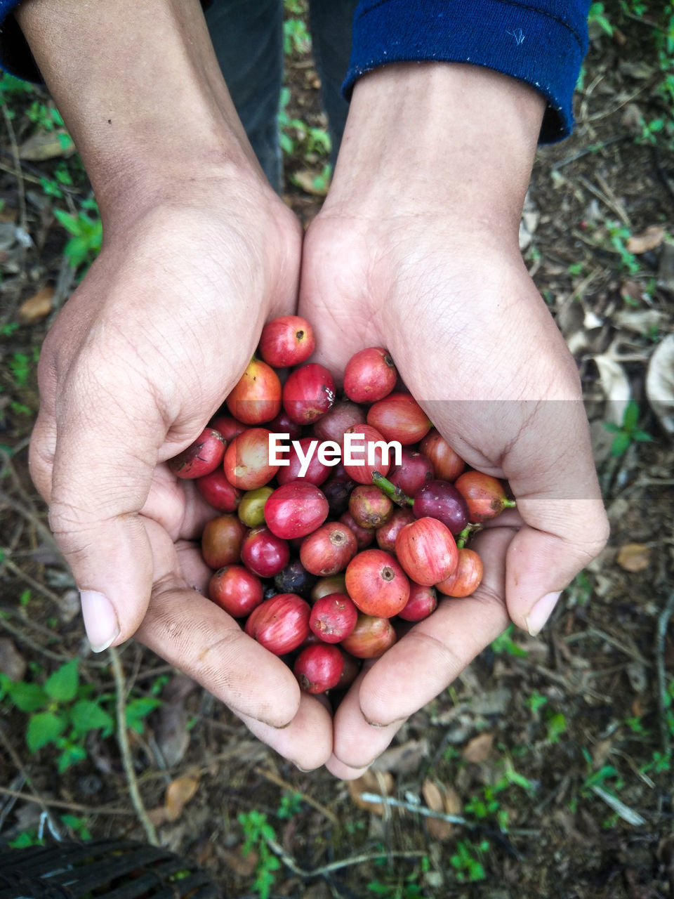 Coffee cup. coffee plantation. coffee beans background. coffee area landscape. lampung indonesia.