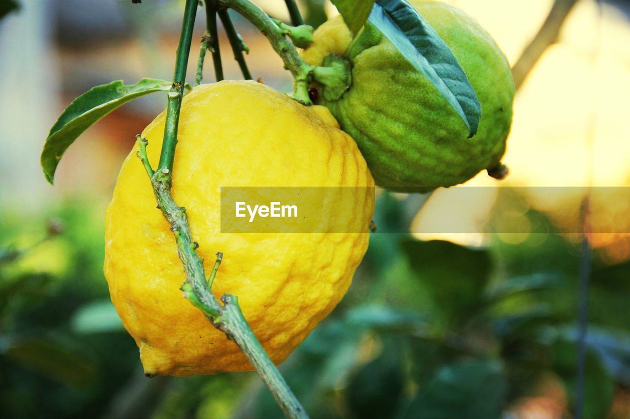 Yellow and green lime growing on tree