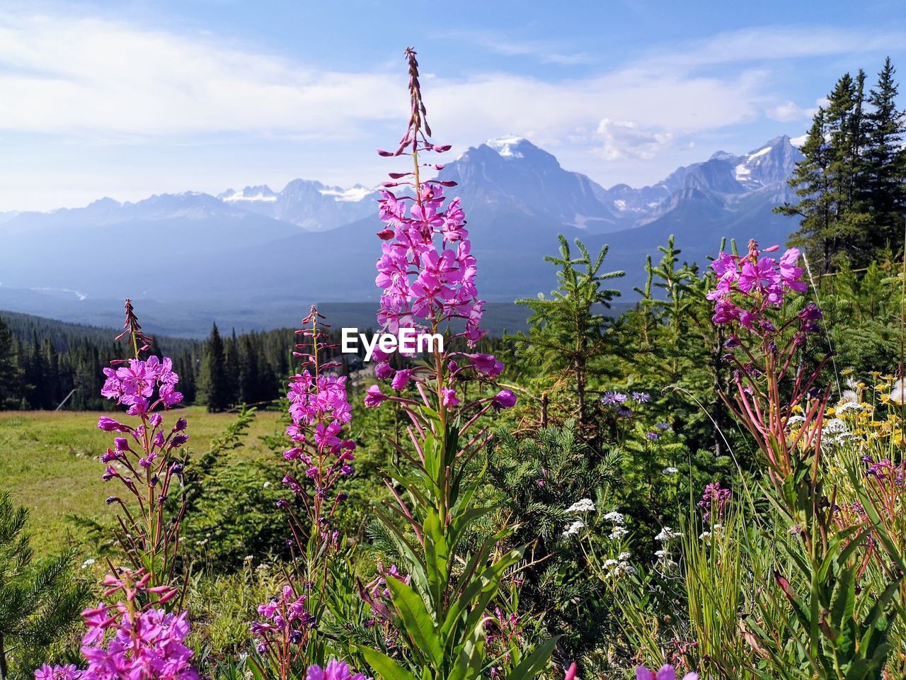 Pink flowering plants by land against sky