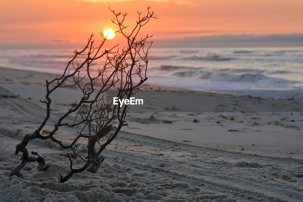 Bare tree on beach against sky during sunset