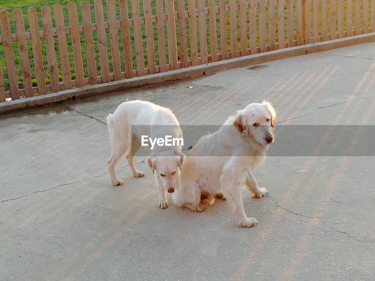 HIGH ANGLE VIEW OF A DOG ON FOOTPATH