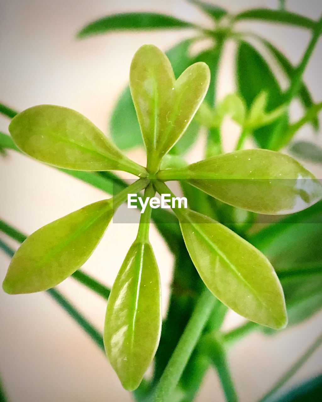 Close-up of green leaves