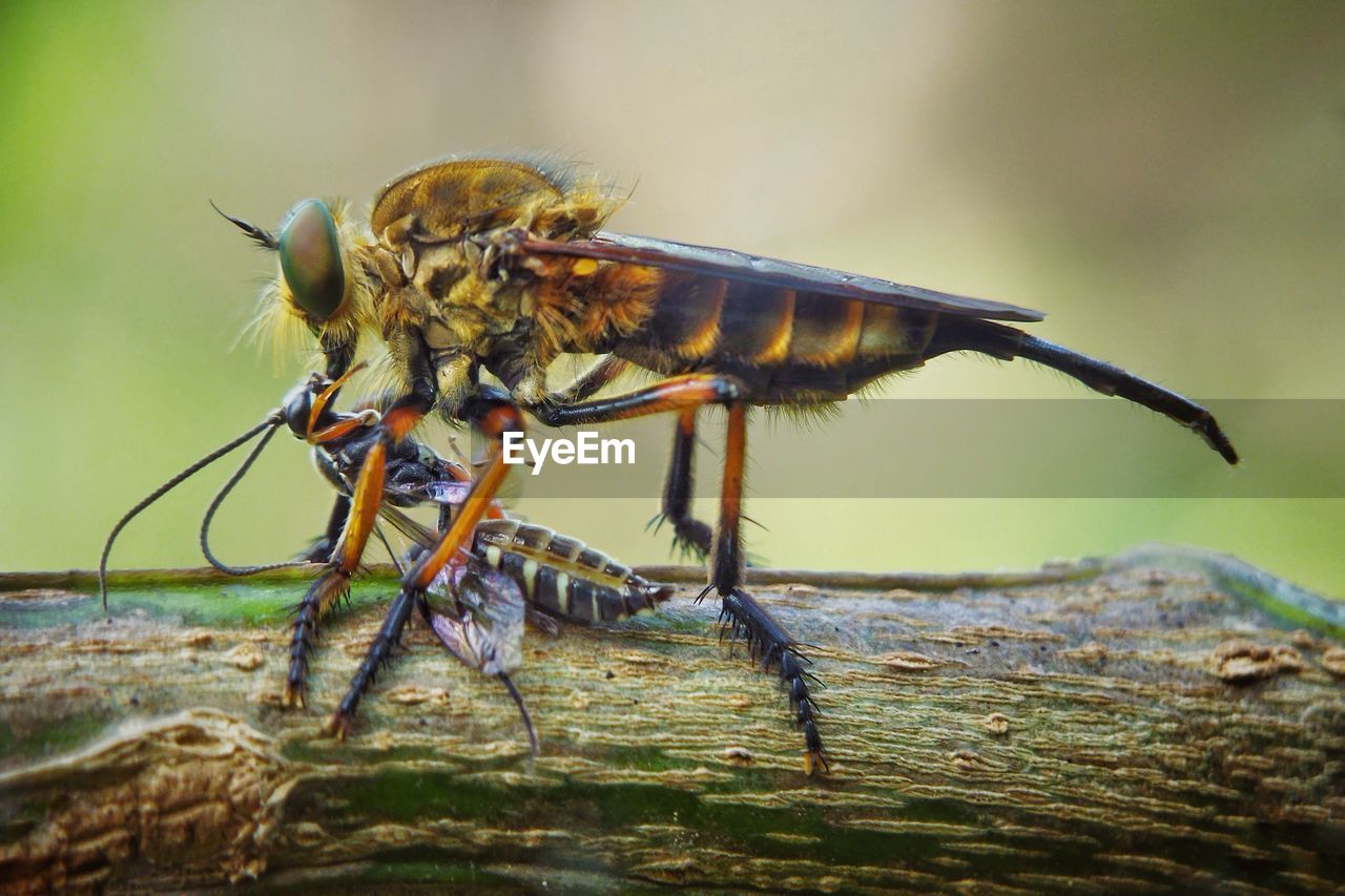 animal themes, animal, animal wildlife, insect, wildlife, one animal, nature, macro photography, close-up, animal wing, fly, animal body part, macro, focus on foreground, no people, magnification, outdoors, beauty in nature, full length, day, plant, eye