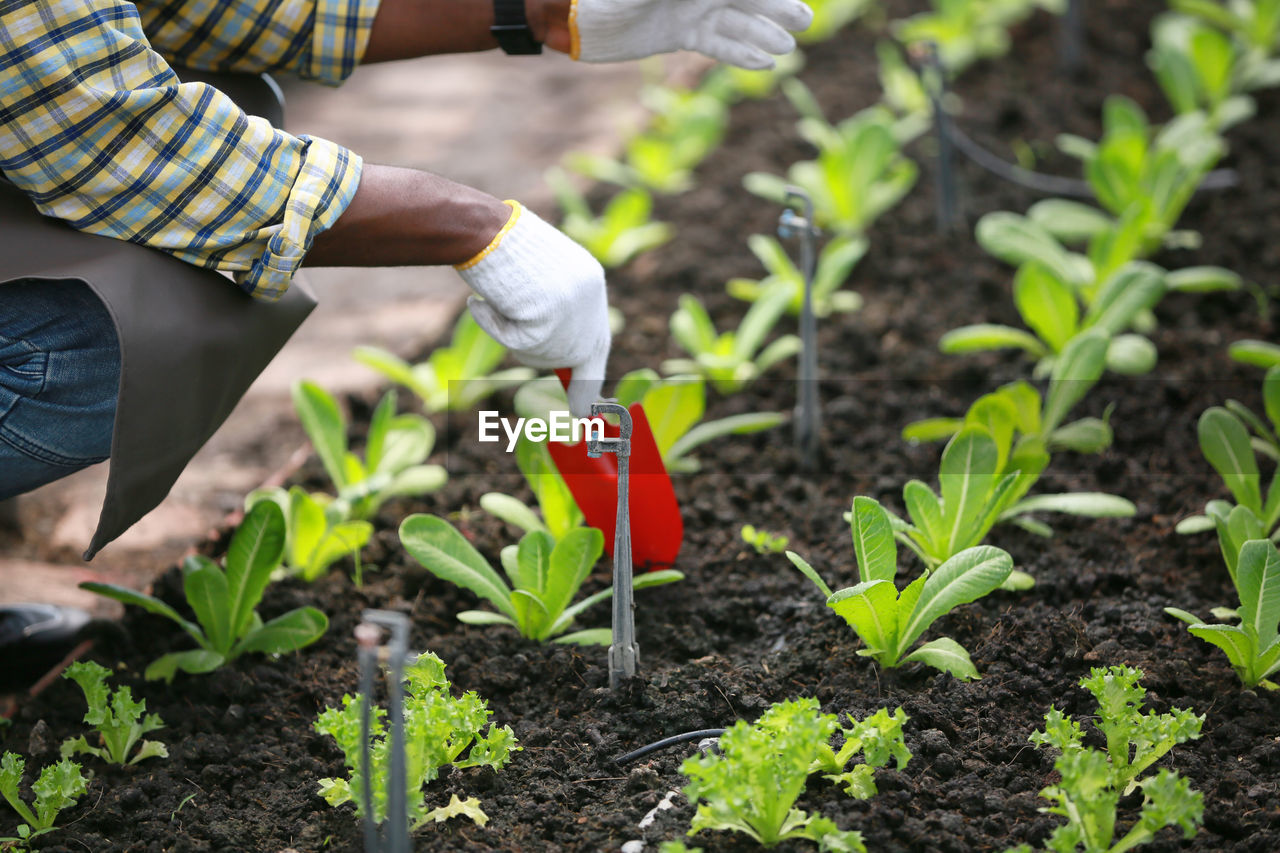 low section of woman standing amidst plants