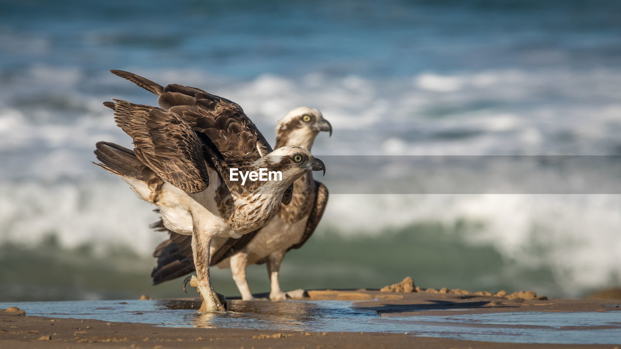 BIRD ON BEACH