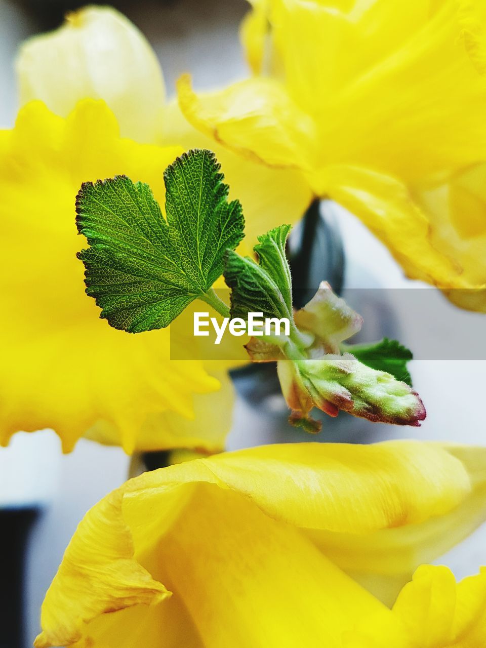 Close-up of daffodils on table