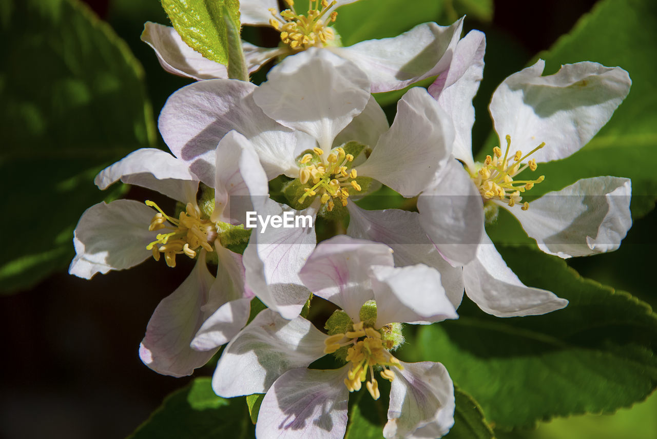 Close up of apple tree blossom