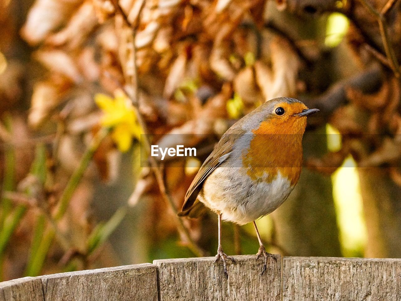 Close-up of a bird against blurred background