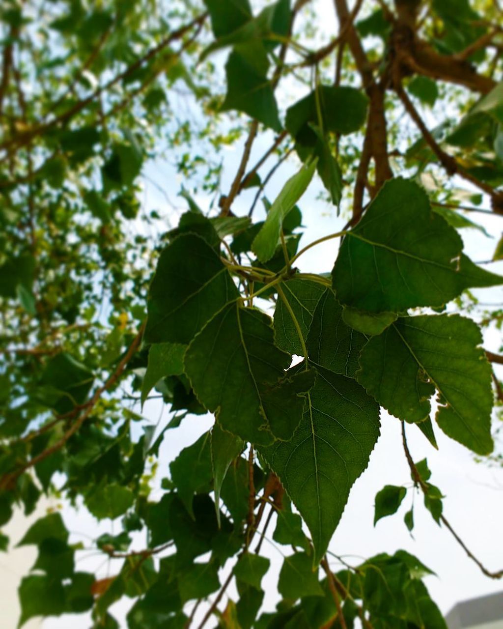 LOW ANGLE VIEW OF TREE BRANCH