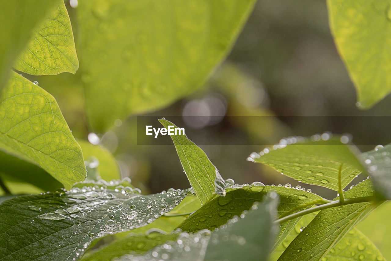 Close-up of raindrops on leaves