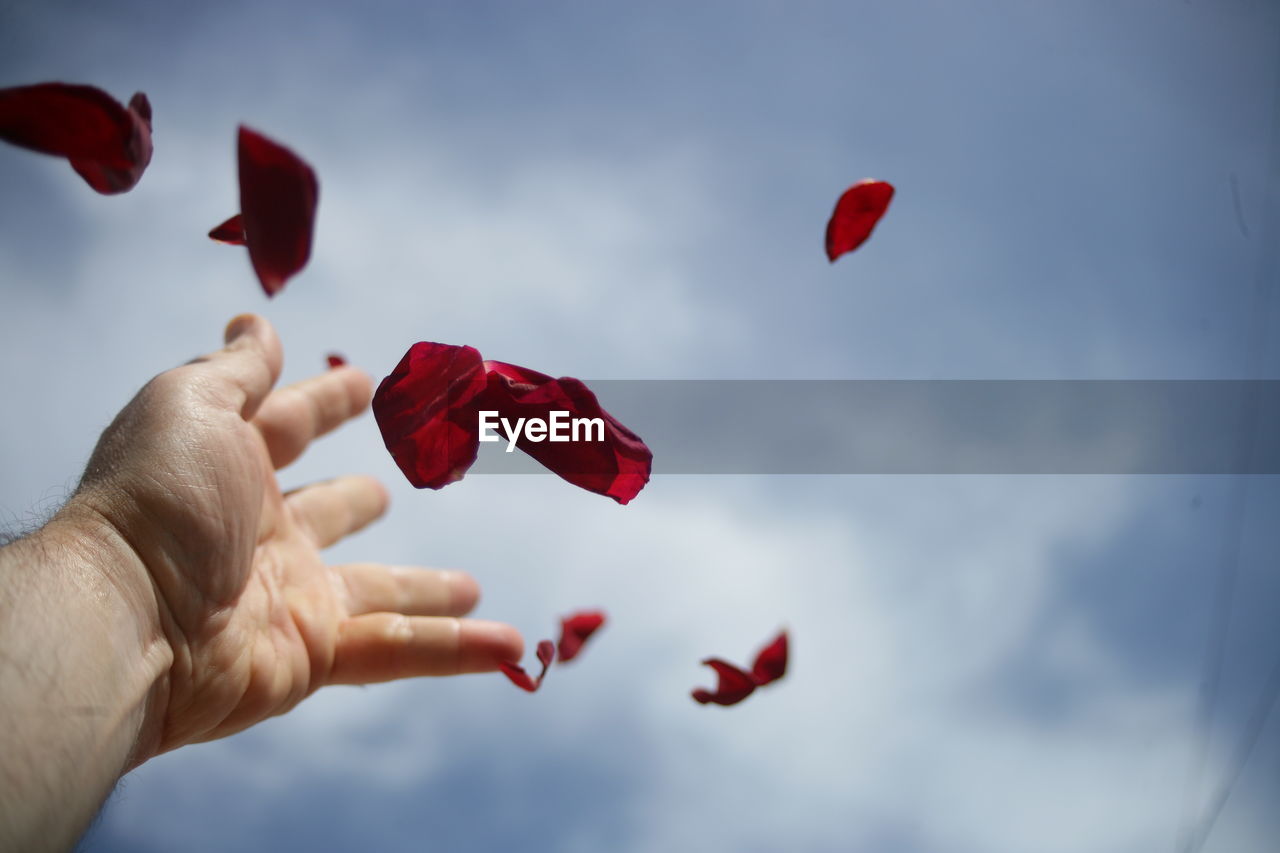 Cropped image of hand holding red flowers against sky