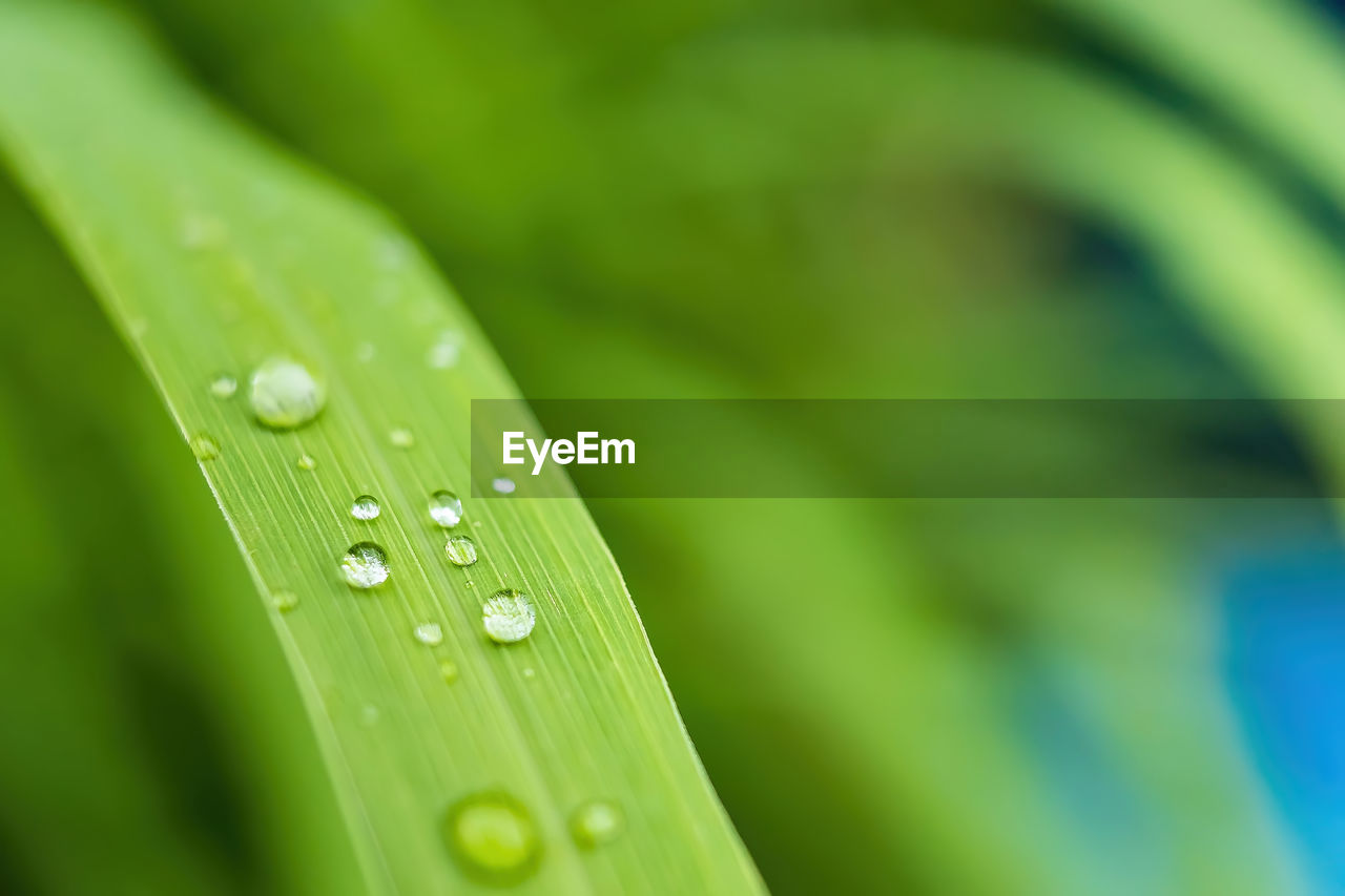 CLOSE-UP OF RAINDROPS ON GREEN LEAF