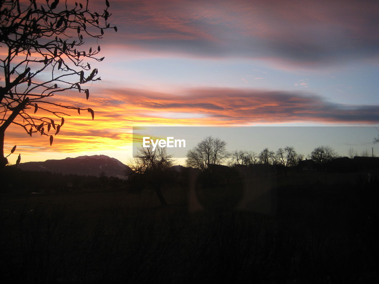 SILHOUETTE TREES ON FIELD AGAINST ORANGE SKY