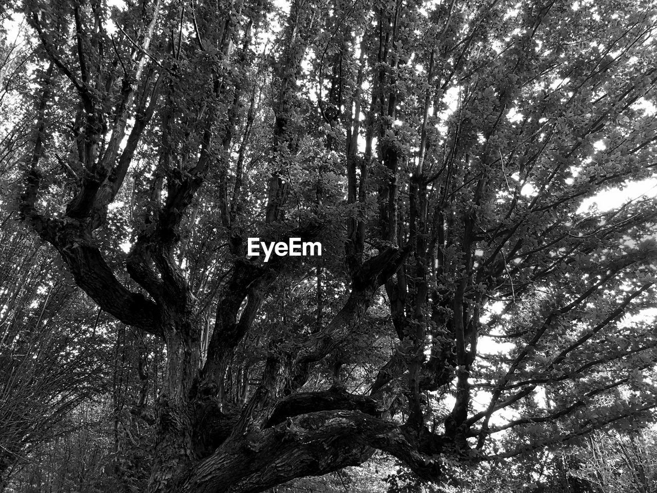 LOW ANGLE VIEW OF TREES