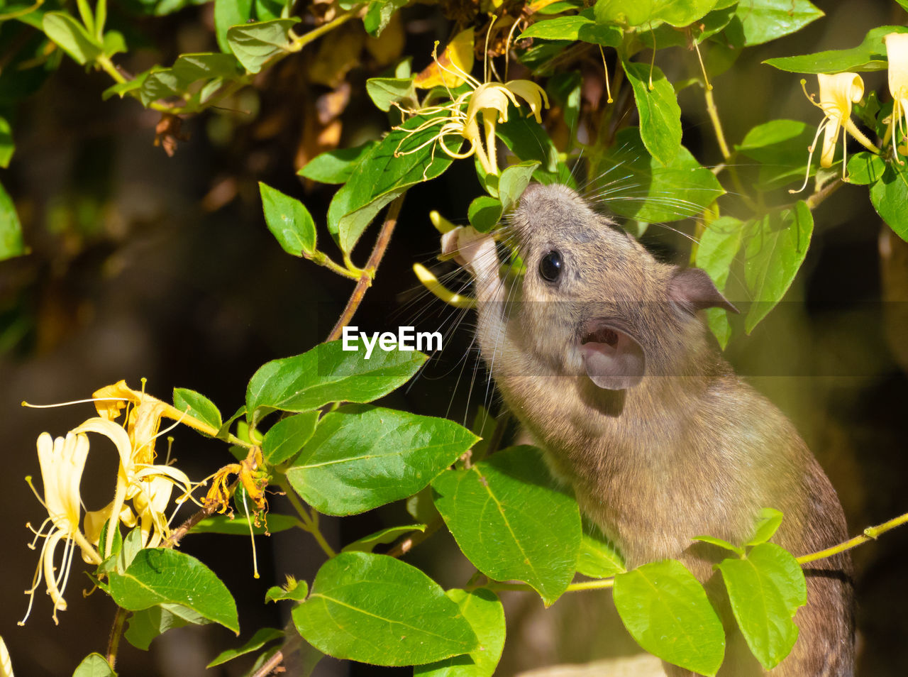 CLOSE-UP OF A SQUIRREL ON BRANCH