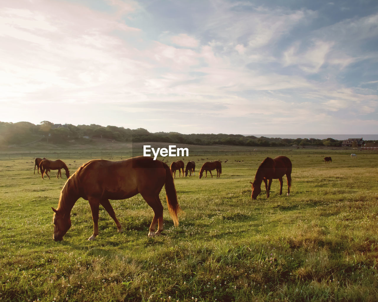 Cows grazing on field against sky