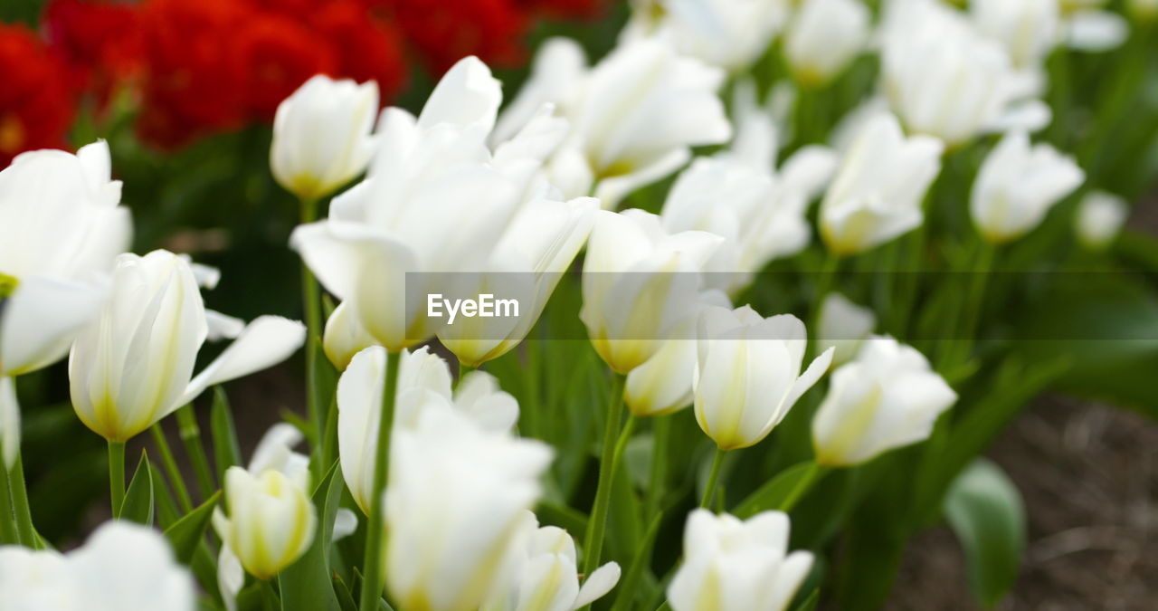 flower, flowering plant, plant, freshness, beauty in nature, white, petal, close-up, tulip, fragility, nature, flower head, inflorescence, springtime, no people, growth, green, flowerbed, selective focus, leaf, plant part, blossom, outdoors, plant bulb, day, botany, focus on foreground