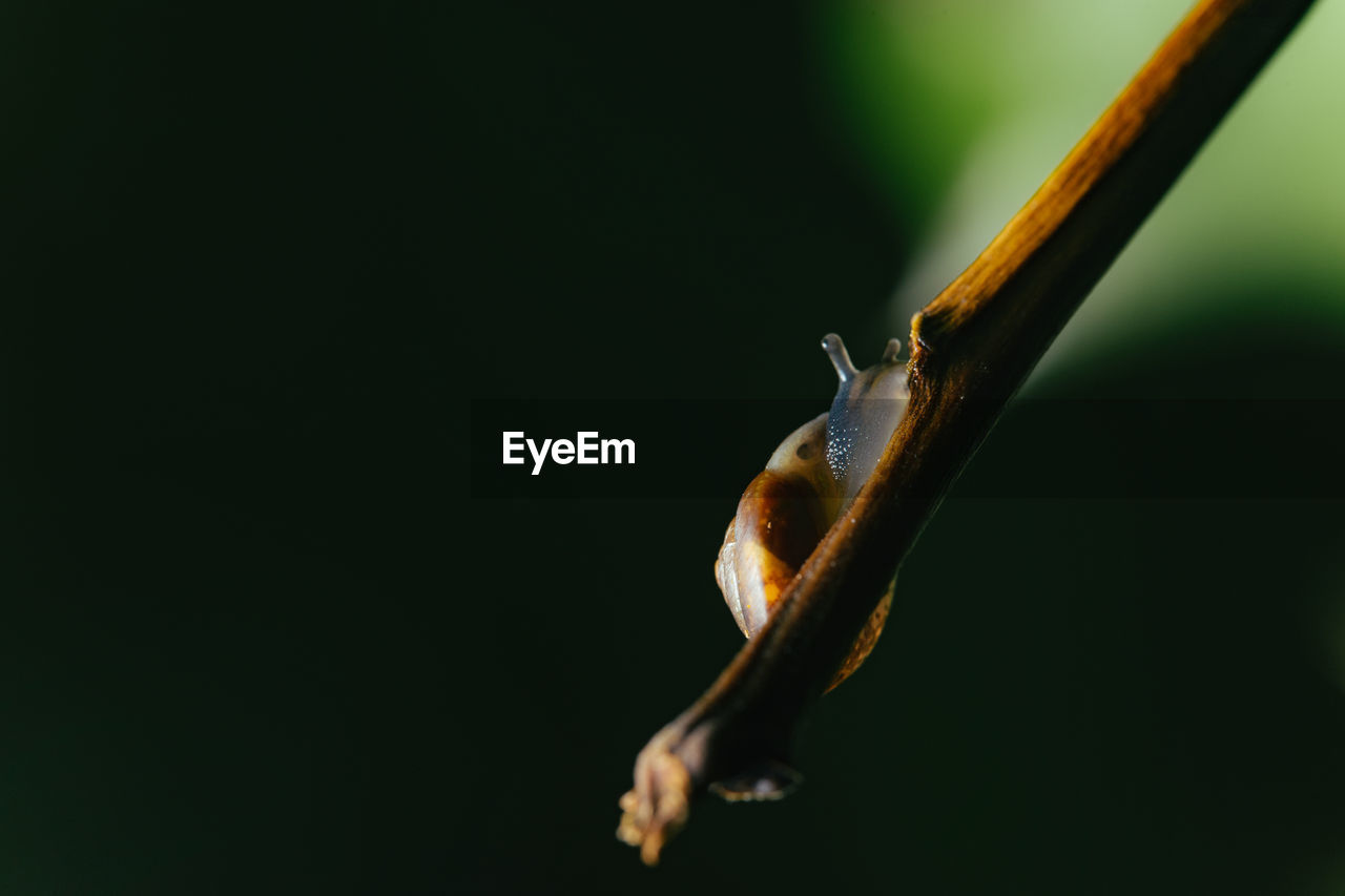 Low angle view of a snail climbing a stick