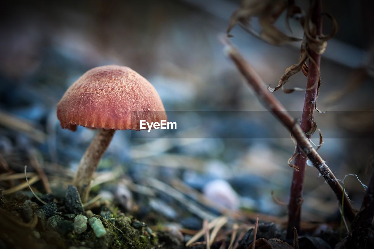 CLOSE-UP OF MUSHROOM GROWING ON GROUND