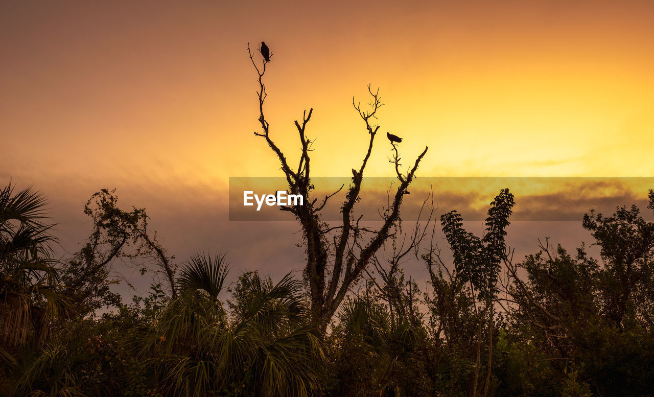 sunset, sky, plant, nature, beauty in nature, landscape, tree, environment, scenics - nature, silhouette, land, evening, tranquility, dawn, no people, sun, field, prairie, twilight, sunlight, non-urban scene, cloud, horizon, grass, orange color, tranquil scene, dramatic sky, savanna, outdoors, multi colored, growth, yellow, rural scene, forest, social issues, idyllic, gold, travel destinations, vibrant color, back lit, travel, agriculture, tourism, plant part, leaf, atmospheric mood, branch