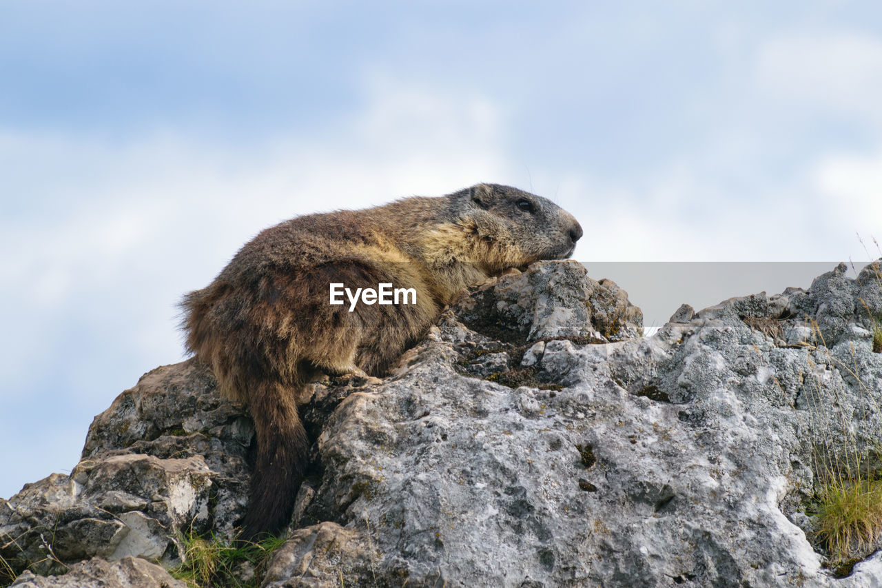 Wilde marmots in dolomites