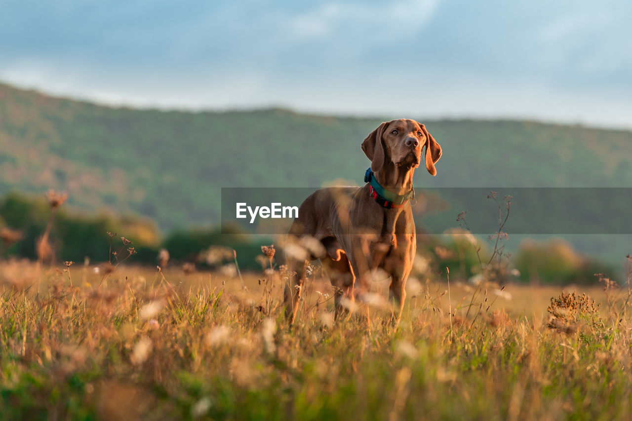 Beautiful male hungarian vizsla hunting dog outdoors portrait. hunting dog stalking prey.