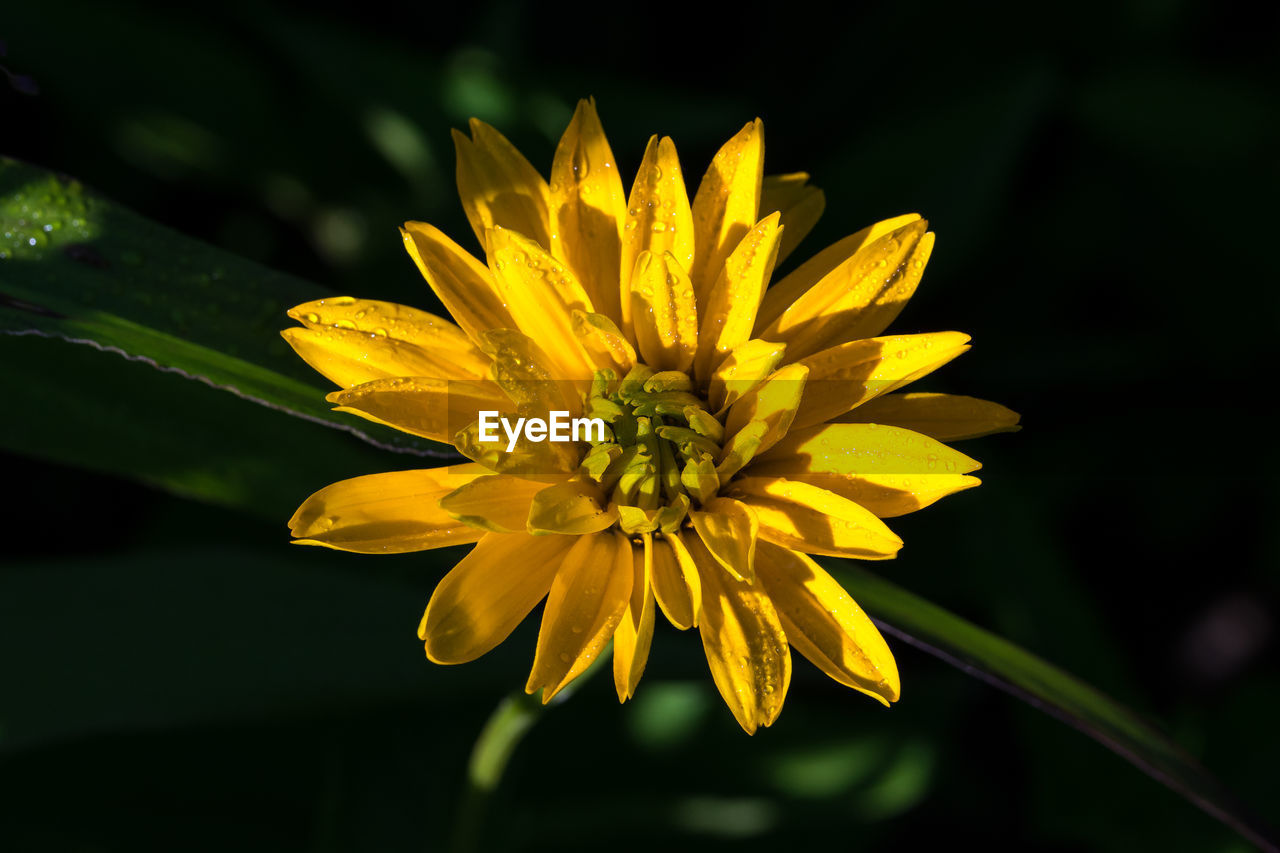 CLOSE-UP OF YELLOW FLOWERS BLOOMING OUTDOORS