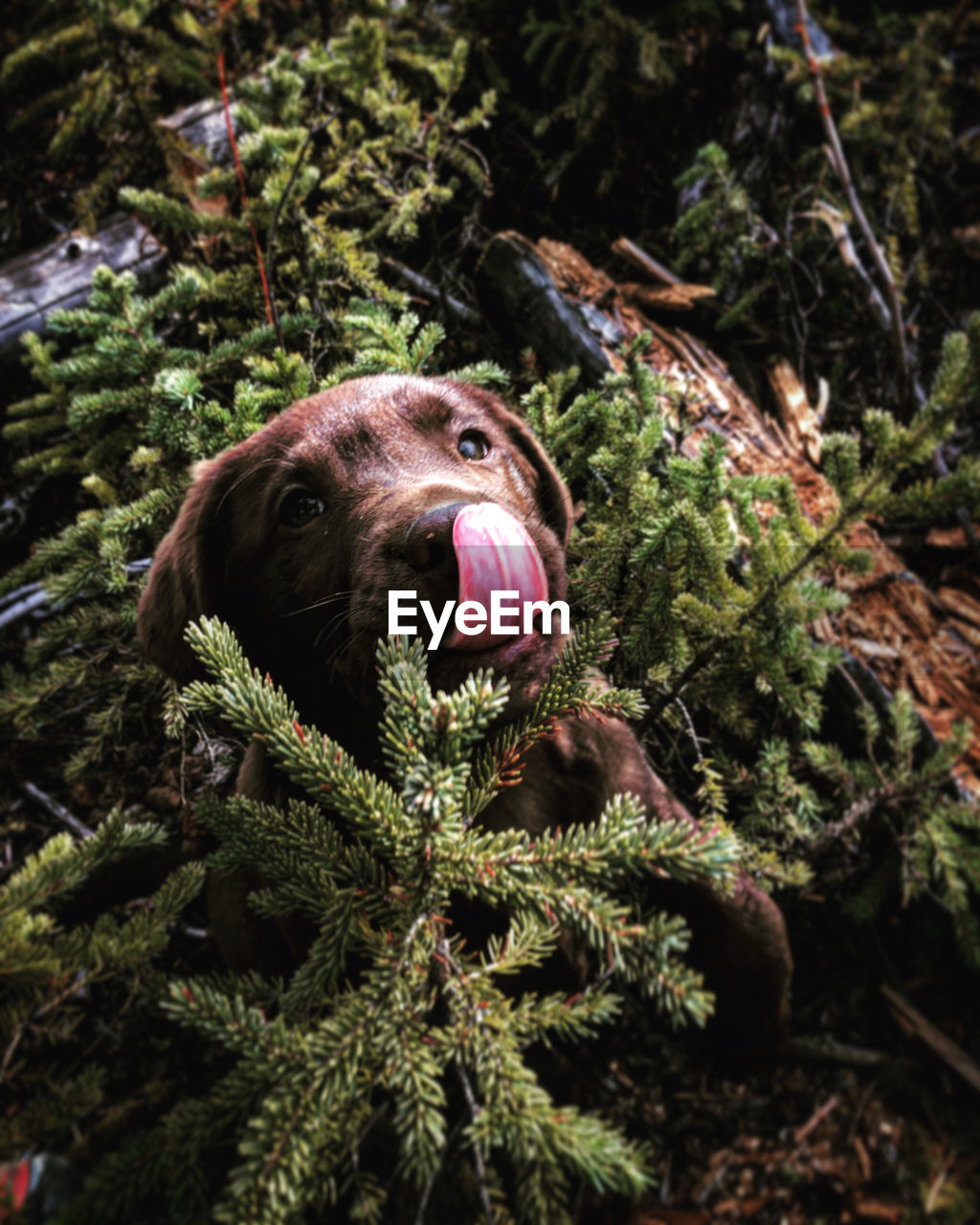 CLOSE-UP PORTRAIT OF DOG ON TREE