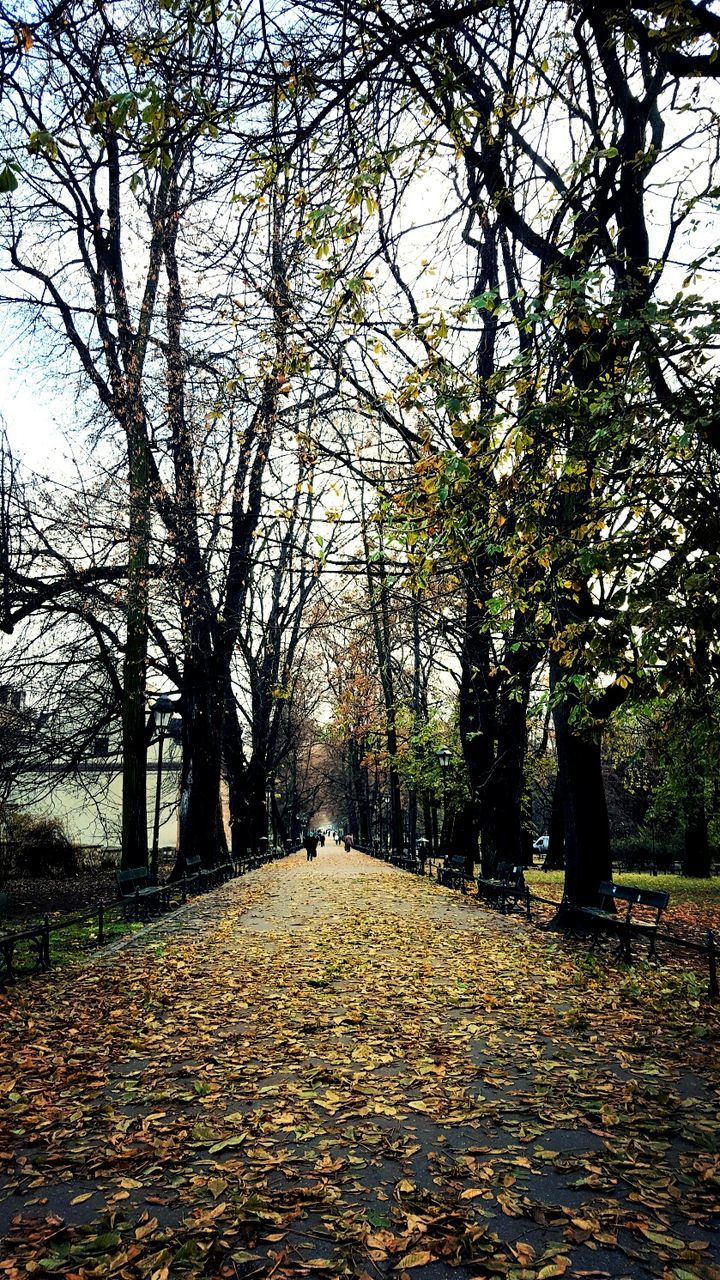 TREES IN PARK