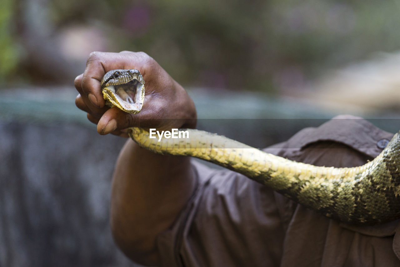 Close-up of man holding snake