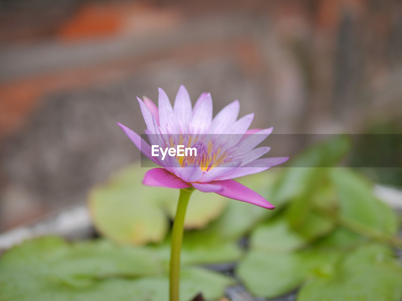 flower, flowering plant, freshness, plant, beauty in nature, water lily, petal, flower head, close-up, fragility, inflorescence, nature, pink, pond, leaf, water, lotus water lily, macro photography, growth, plant part, focus on foreground, no people, purple, lily, blossom, aquatic plant, outdoors, wildflower, day, springtime, pollen, selective focus, botany, yellow, plant stem, green, floating, environment, floating on water, tranquility