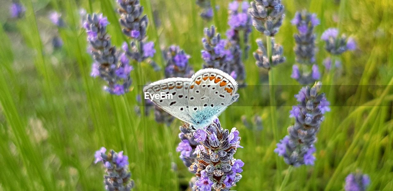 Close-up of butterfly pollinating on purple flower