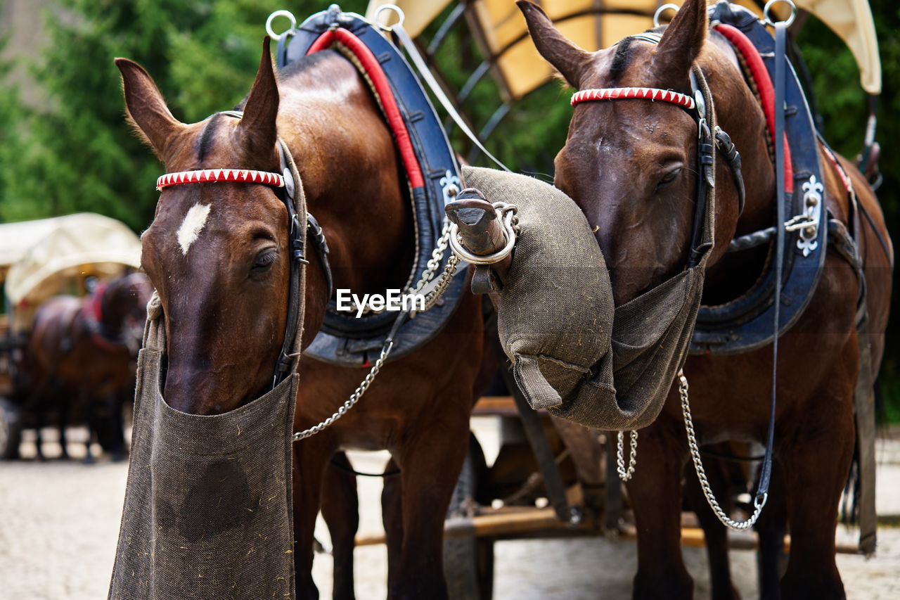 Horse harness with cart in mountain forest. harnessed horses eat food from bags