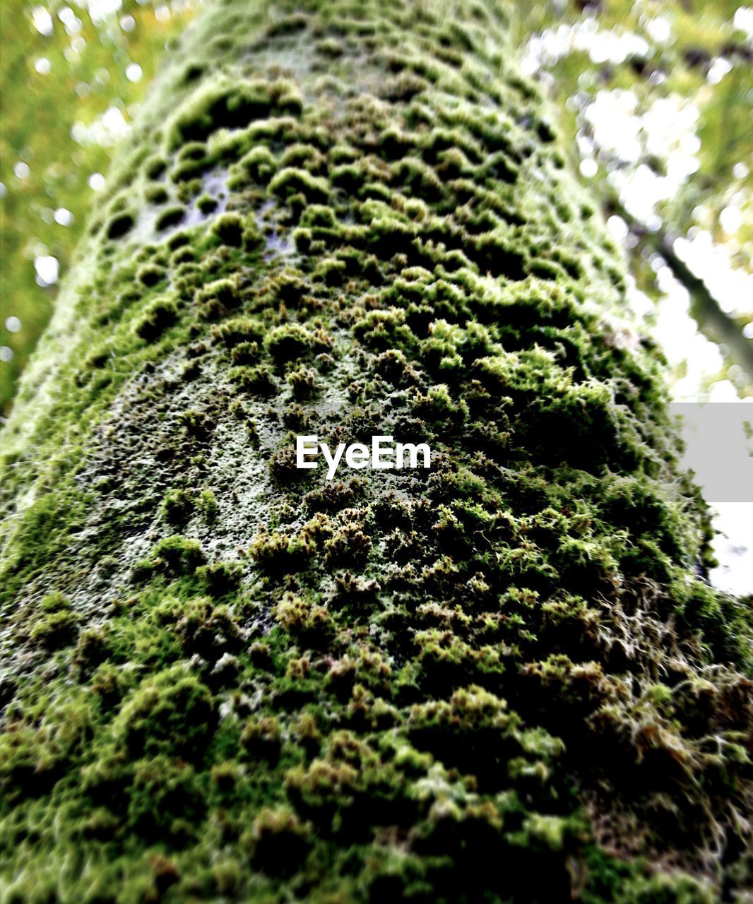 CLOSE-UP OF GREEN PLANT