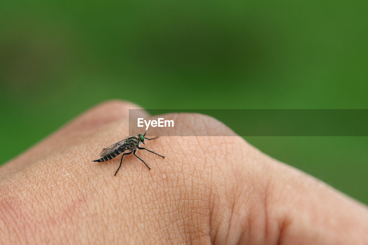 Close-up of fly on hand