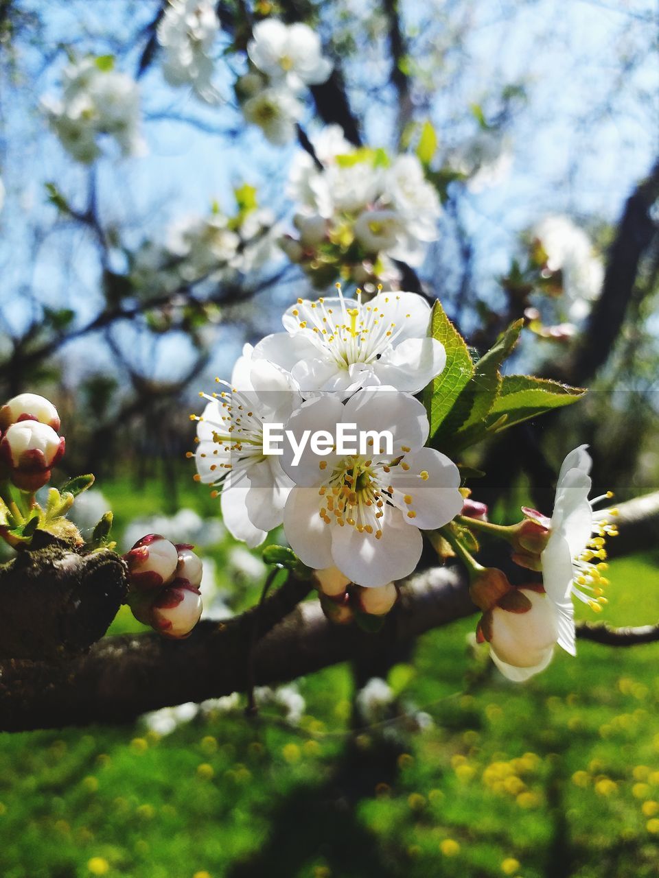 CLOSE-UP OF WHITE FLOWERING TREE AND PLANT