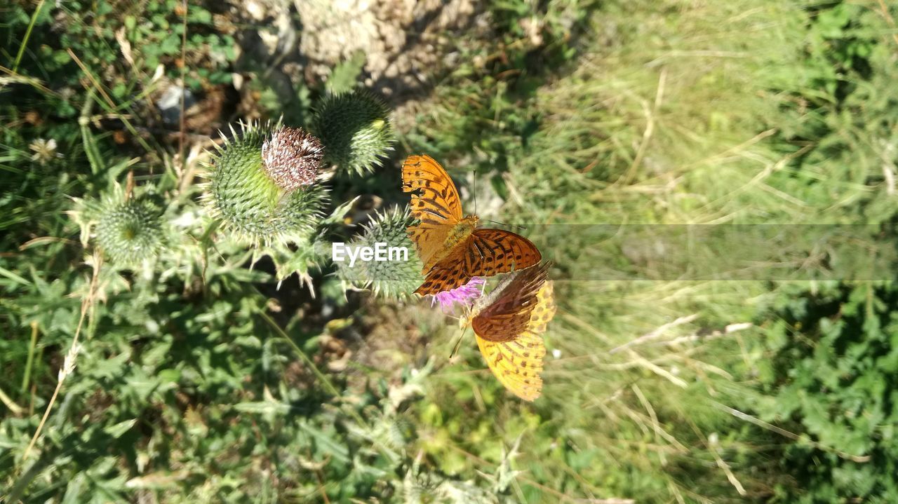 Close-up of butterfly pollinating on flower