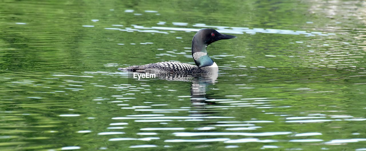Common loon swimming in lake