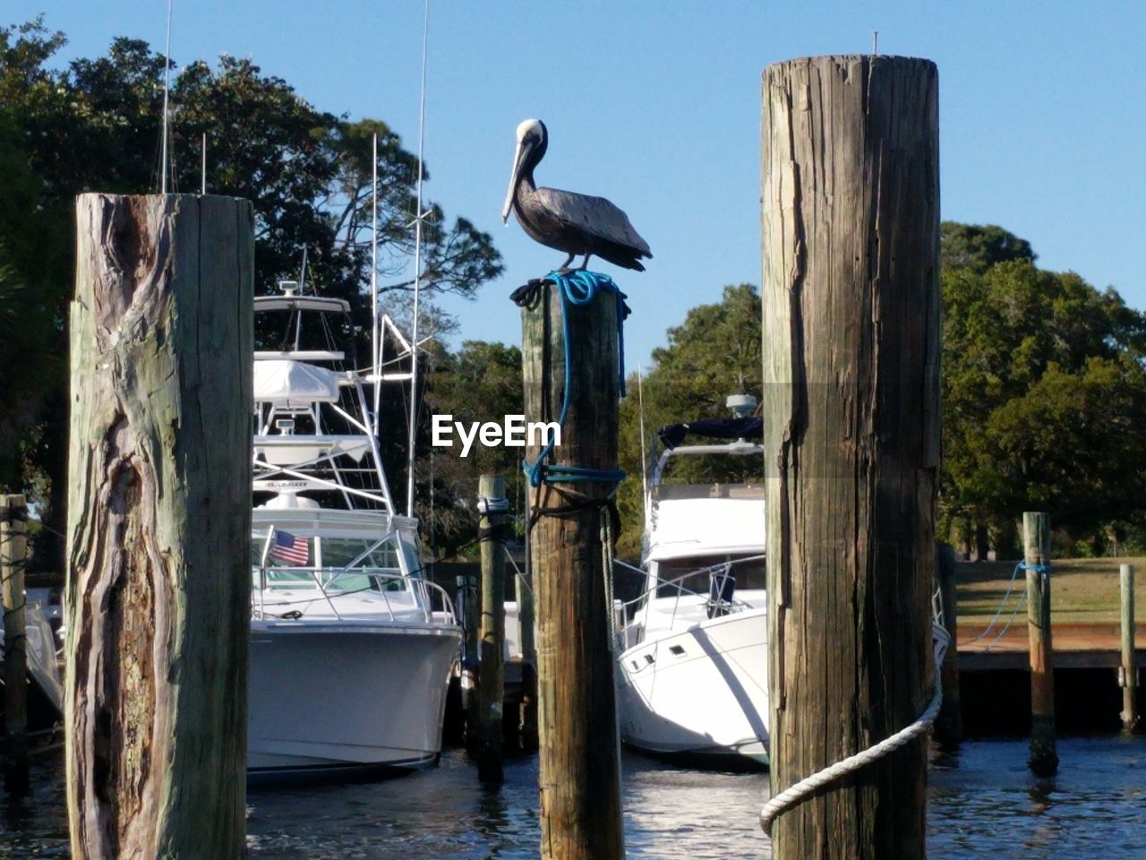SEAGULLS PERCHING ON WOODEN POST IN LAKE