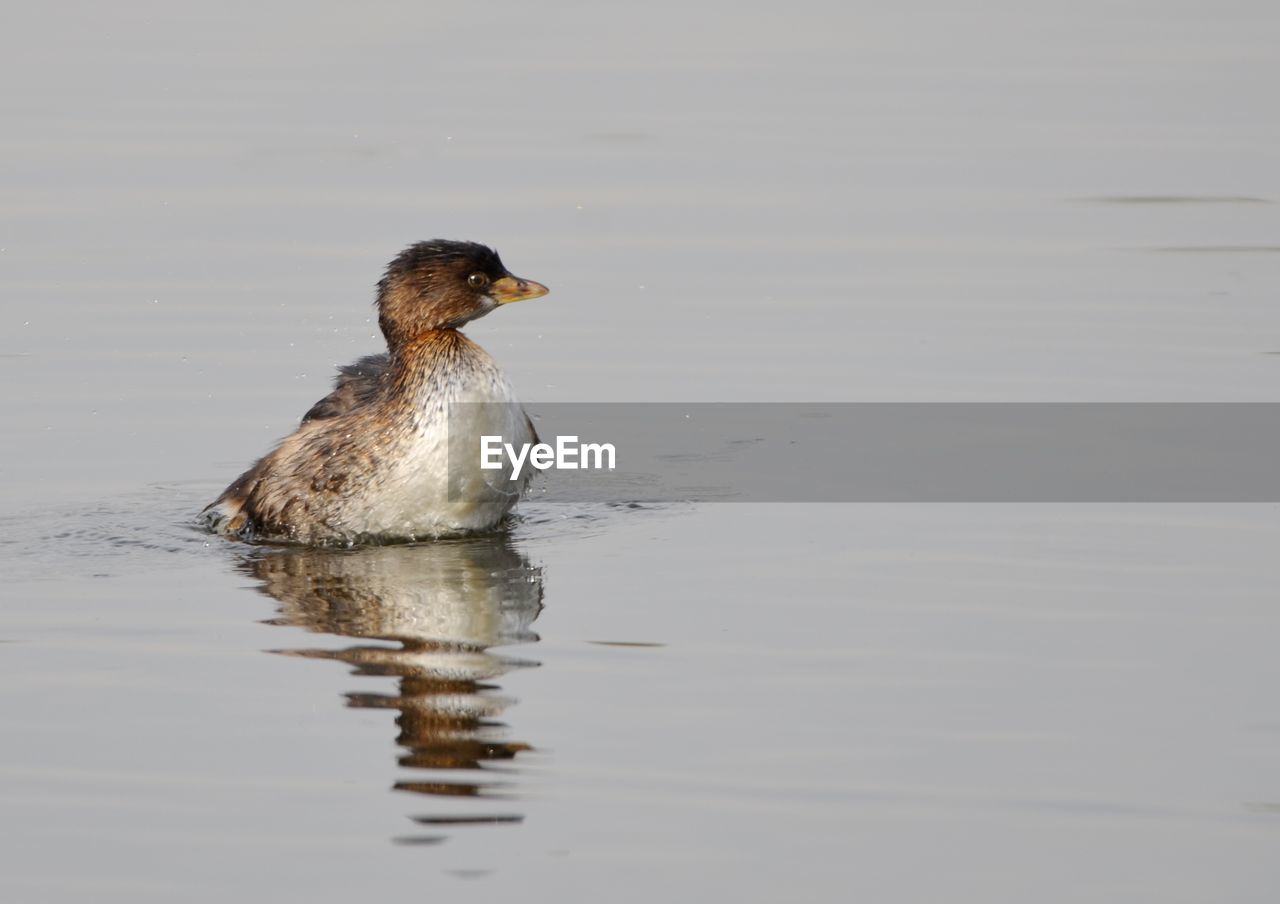 Close-up of duck swimming on lake