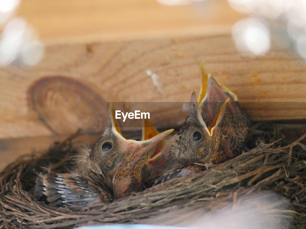 Close-up of birds