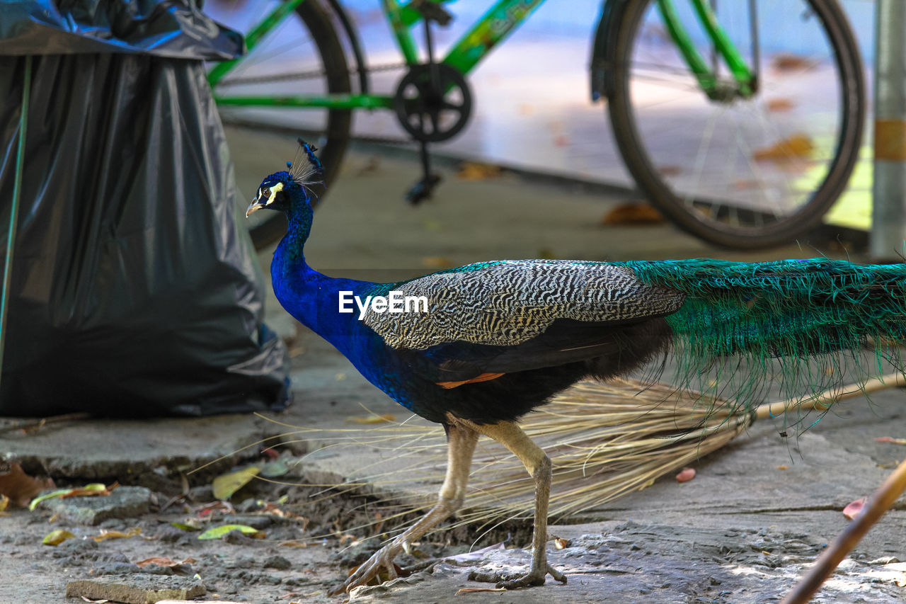 VIEW OF PEACOCK AND BIRD