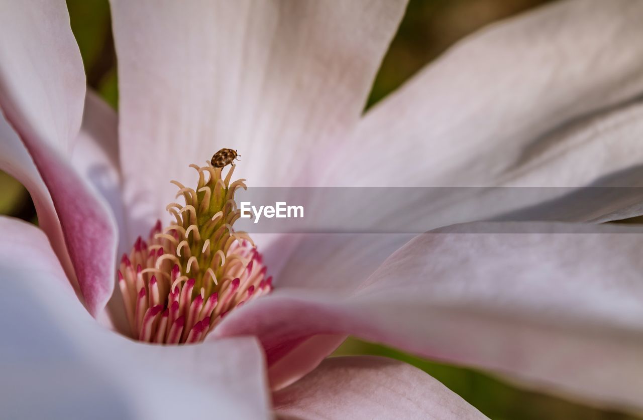 Close-up of bee on pink magnolia  flower