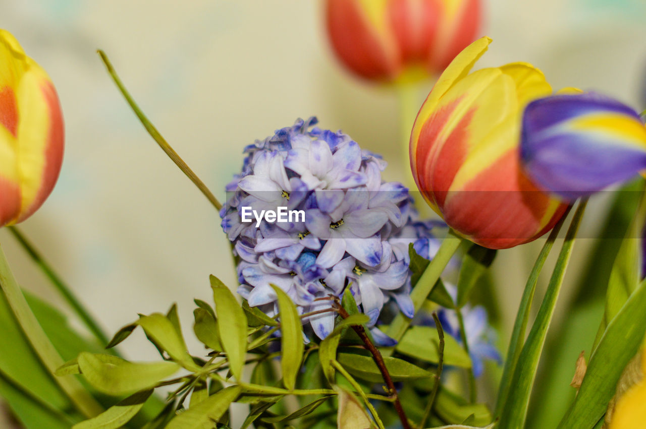 Close-up of purple tulip