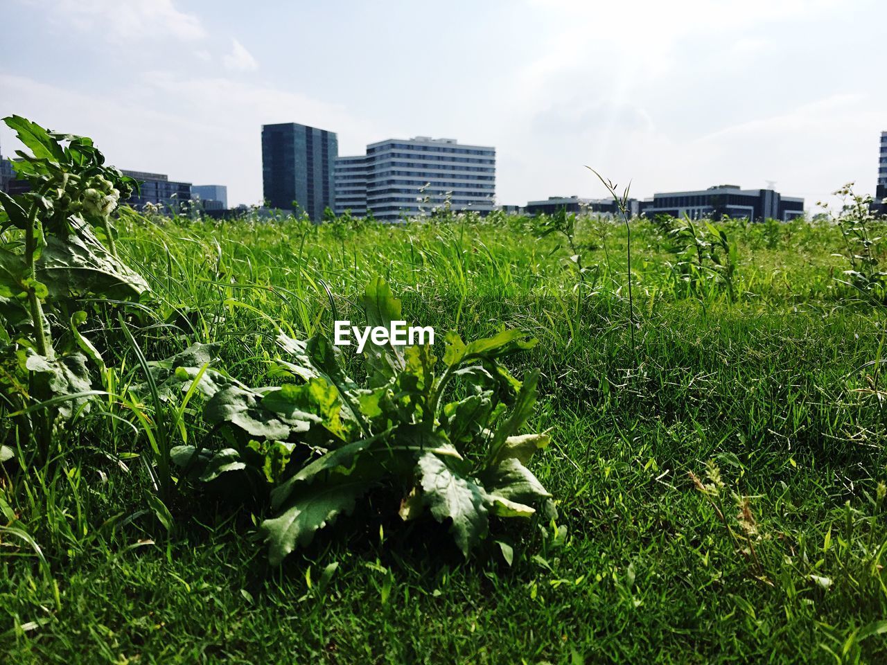 Trees on grassy field