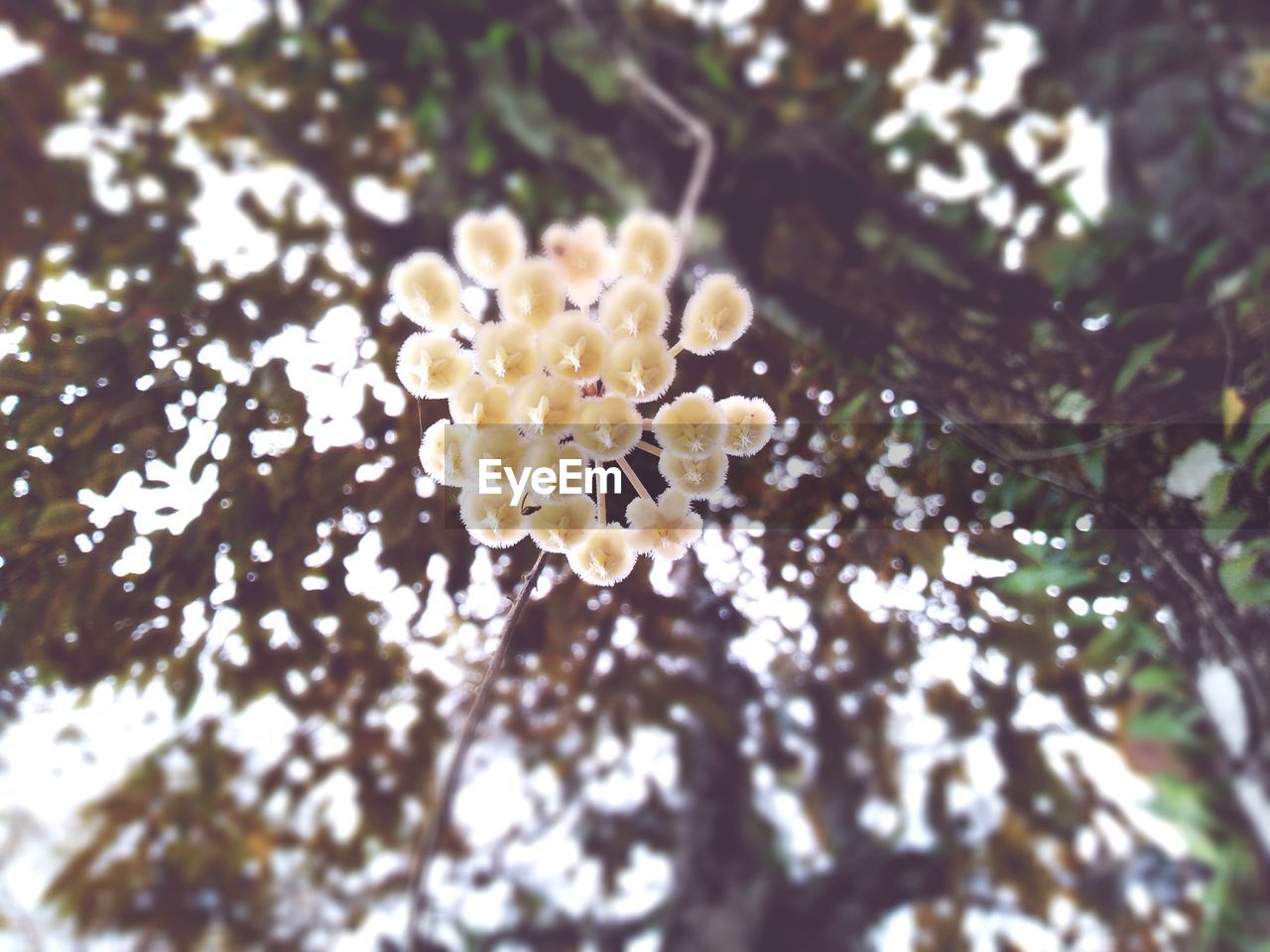 CLOSE-UP OF WHITE FLOWERING PLANT ON TREE